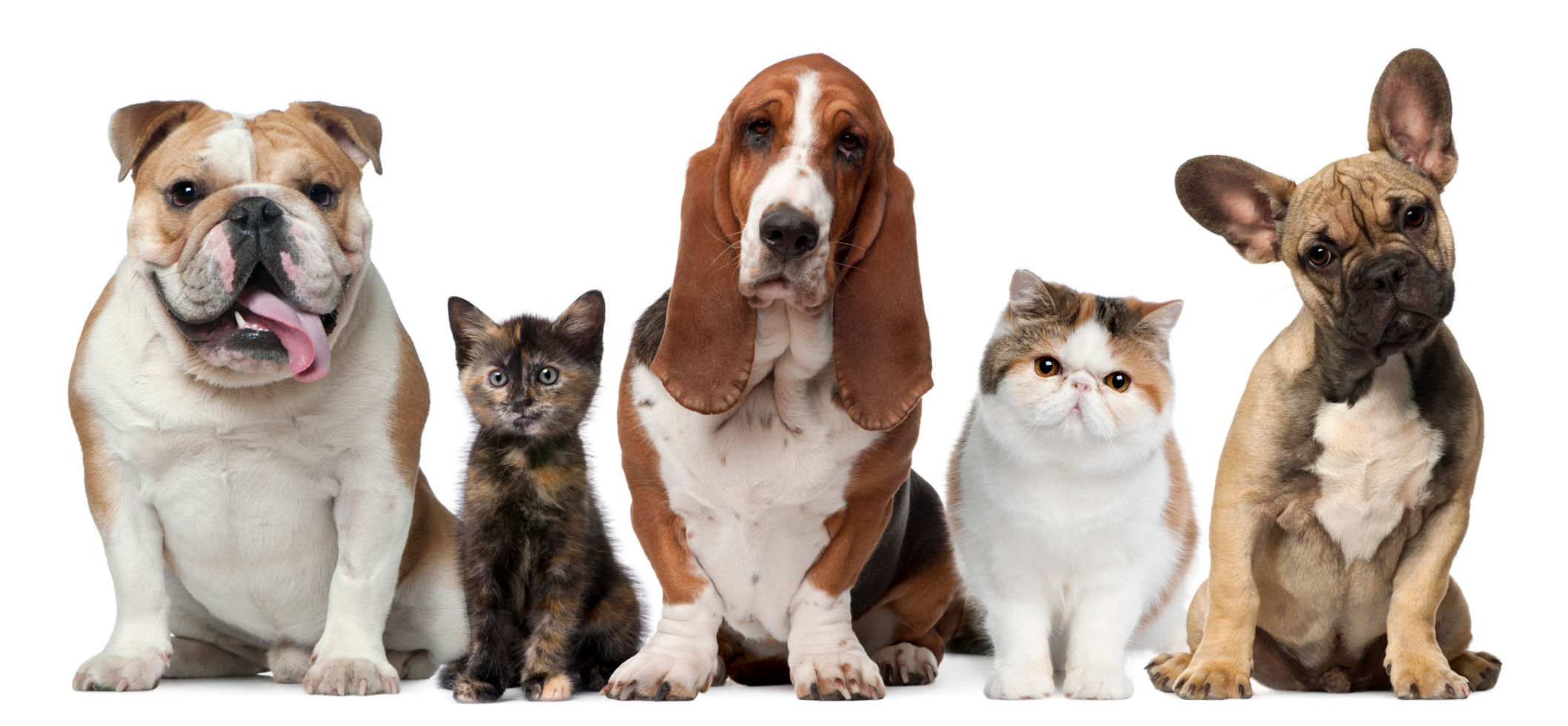 Paws For a CAuse